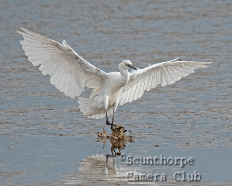 Little egret landing  